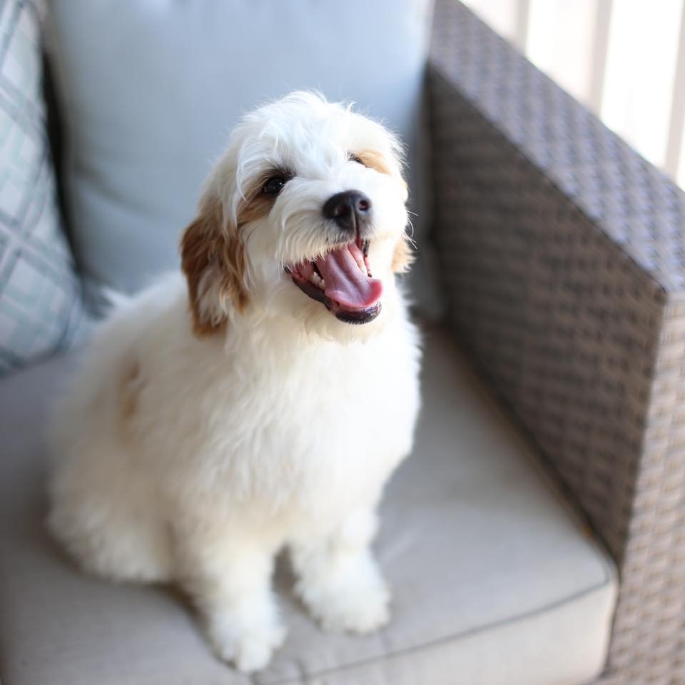 Low-shedding doodle with an allergy-friendly curly coat