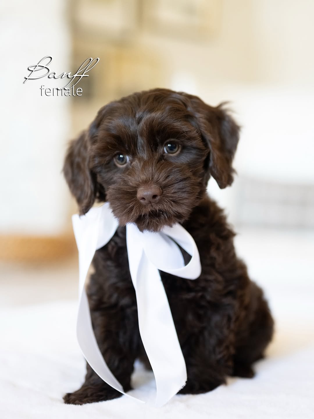 Archie, a male Labradoodle puppy (9 Wks, Chocolate) available for adoption at Furry Friends HQ