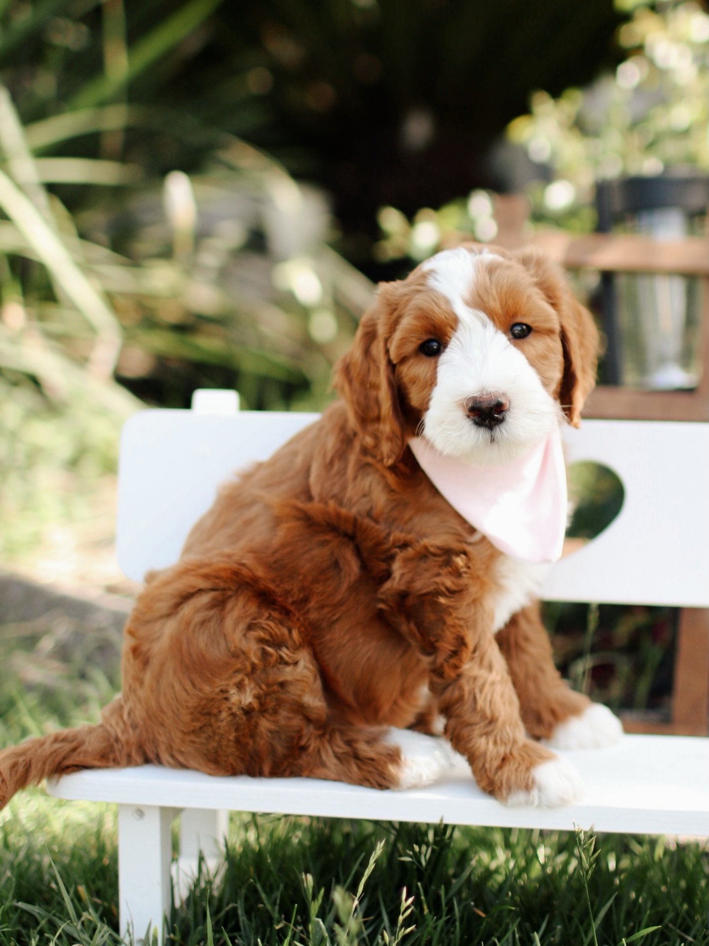 Atlas, a male Goldendoodle puppy (9 Wks, Gold) available for adoption at Furry Friends HQ
