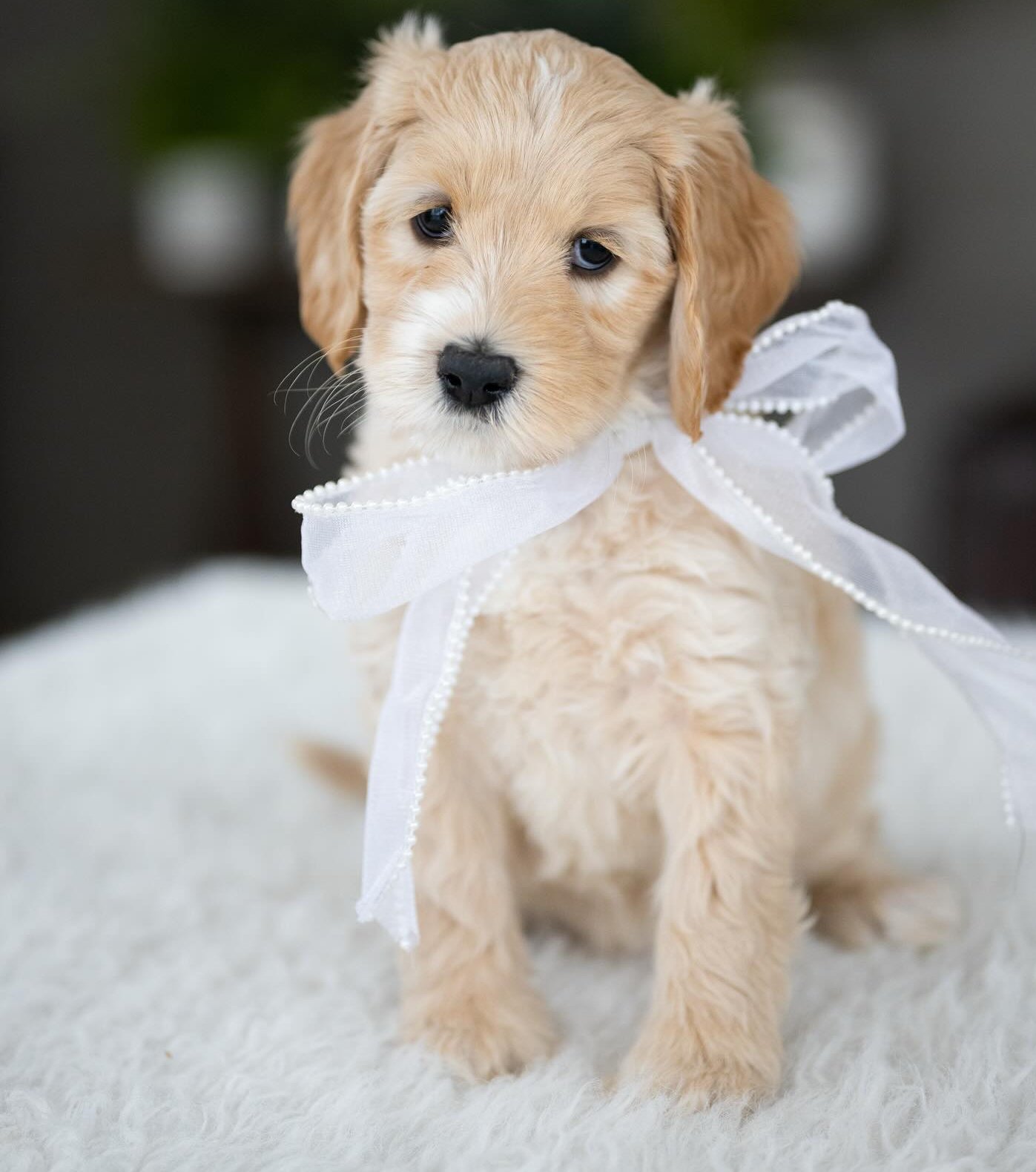 Banjo, a male Labradoodle puppy (9 Wks, Cream) available for adoption at Furry Friends HQ