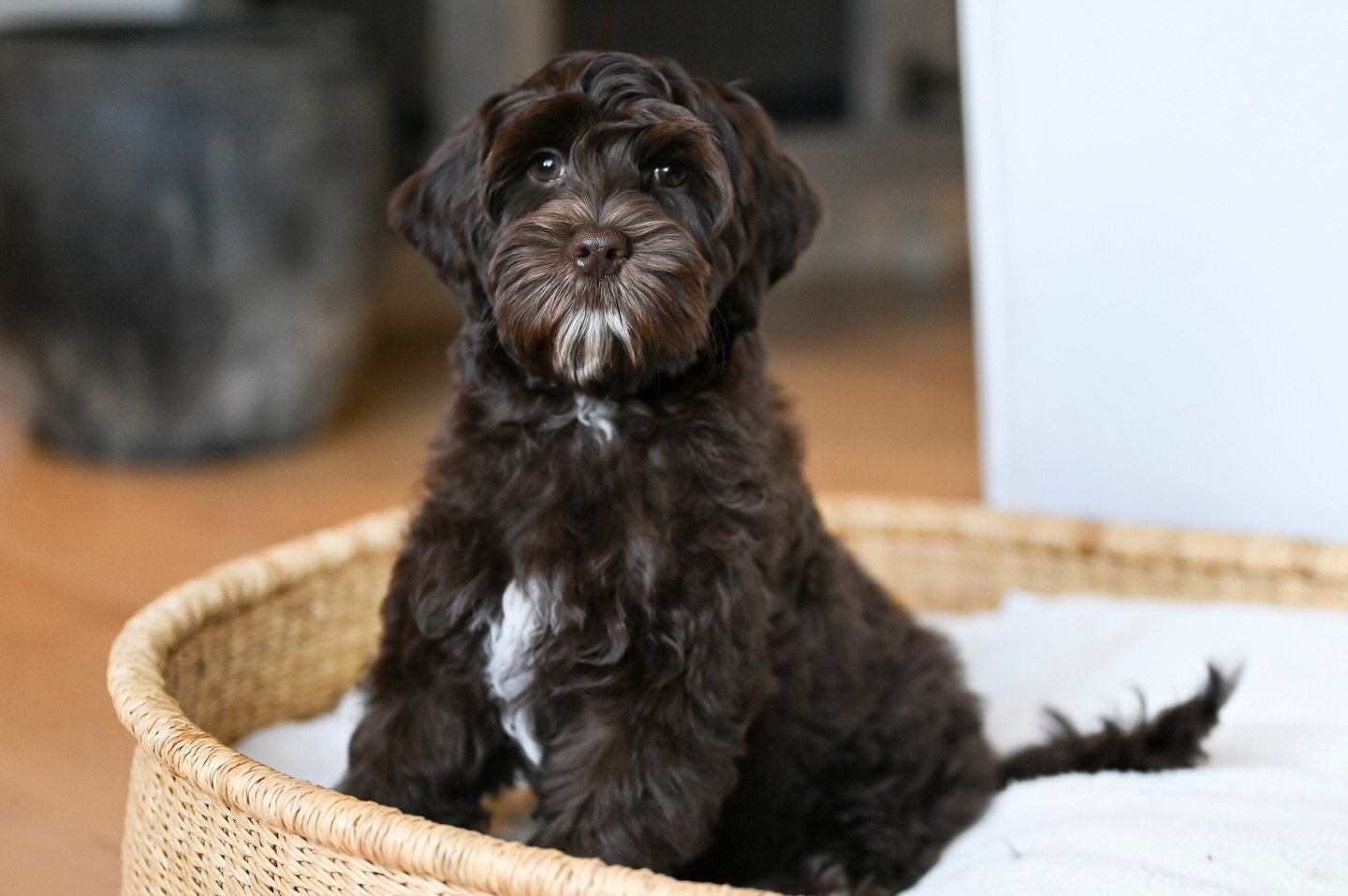 Bear, a male Labradoodle puppy (9 Wks, Black) available for adoption at Furry Friends HQ