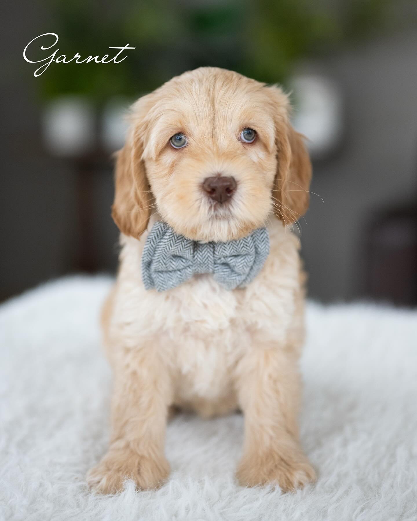 Biscuit, a male Labradoodle puppy (11 Wks, Gold) available for adoption at Furry Friends HQ