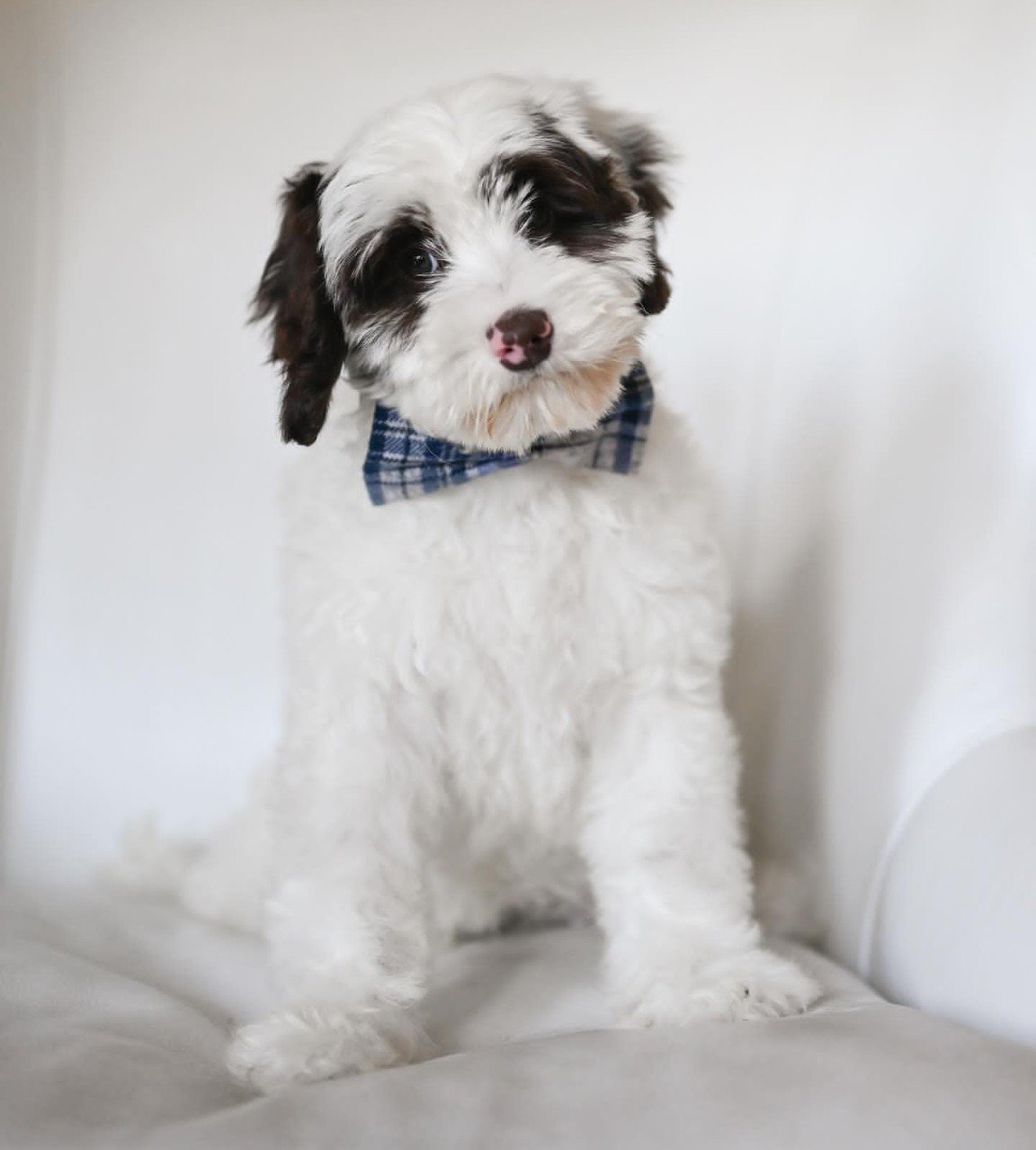 Blossom, a female Labradoodle puppy (9 Wks, Cream) available for adoption at Furry Friends HQ