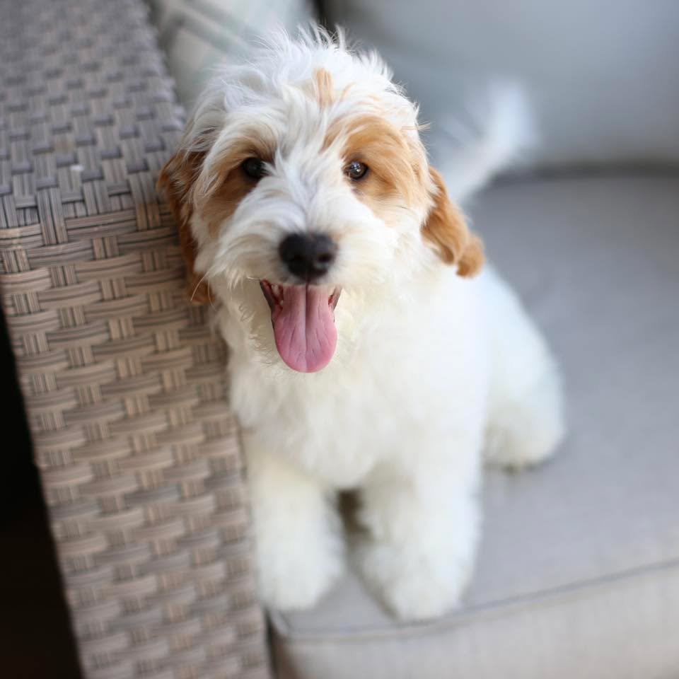 Curious Goldendoodle puppy peeking over a surface