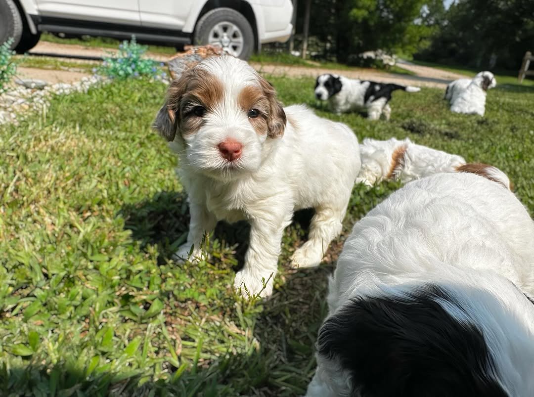 Doodle puppies raised in a clean, home-style breeding environment
