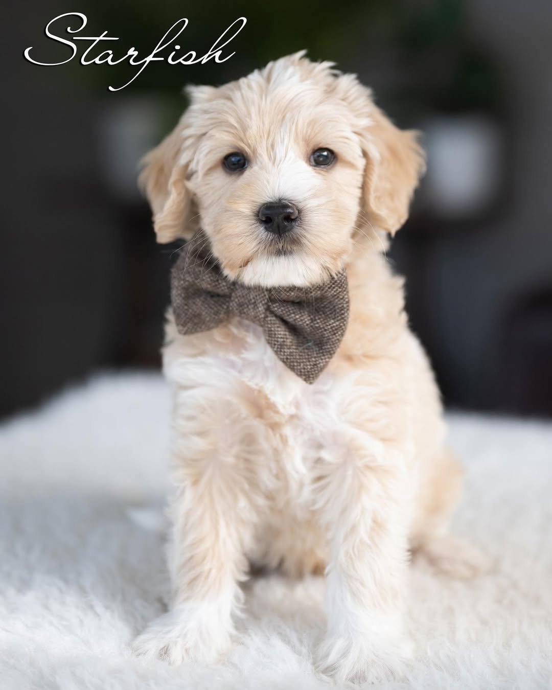 Buddy, a male Labradoodle puppy (9 Wks, Chocolate) available for adoption at Furry Friends HQ