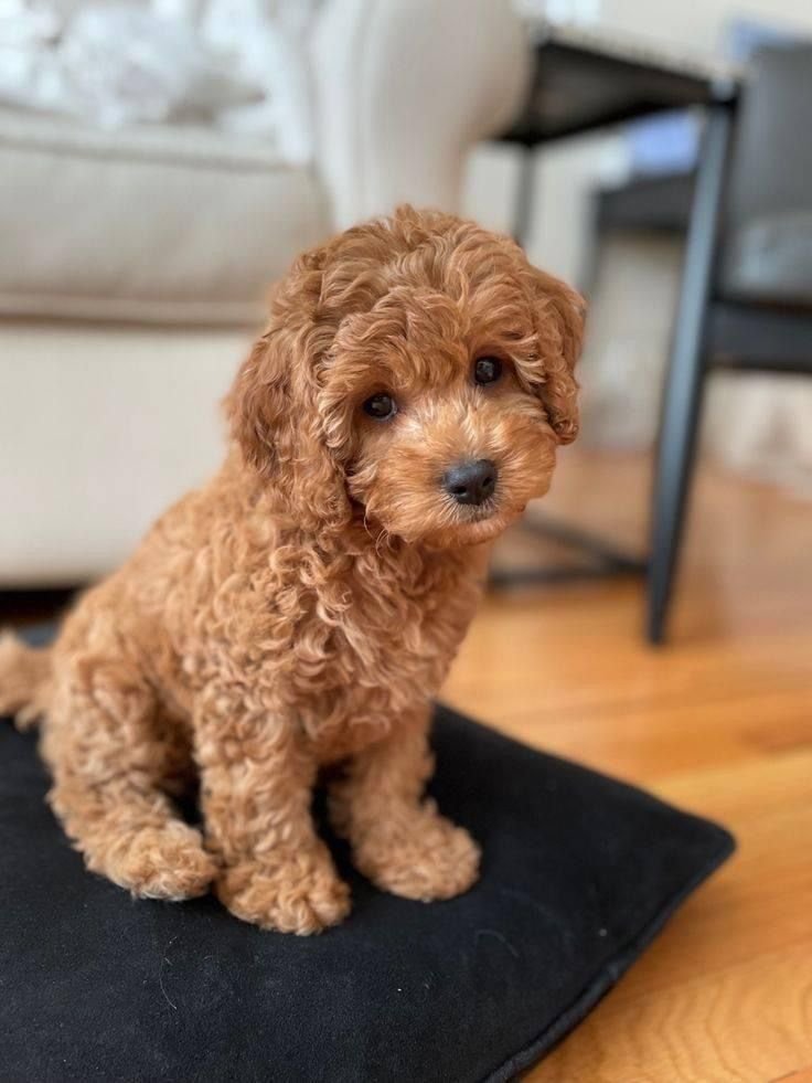 Cheddar, a male Goldendoodle puppy (11 Wks, Apricot) available for adoption at Furry Friends HQ