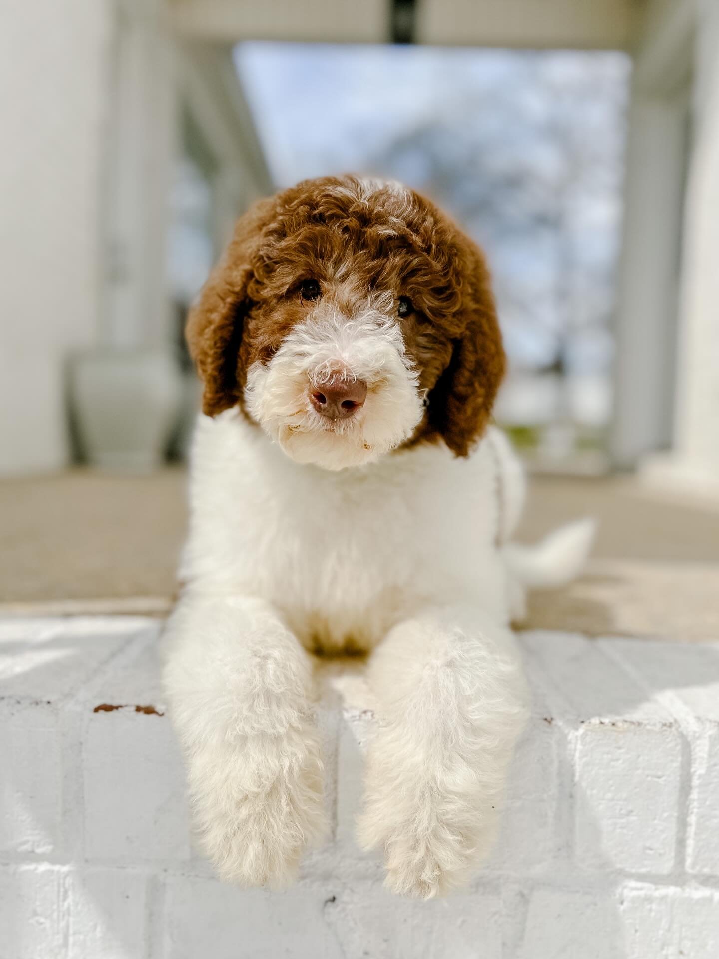 Clover, a female Goldendoodle puppy (8 Wks, Gold) available for adoption at Furry Friends HQ