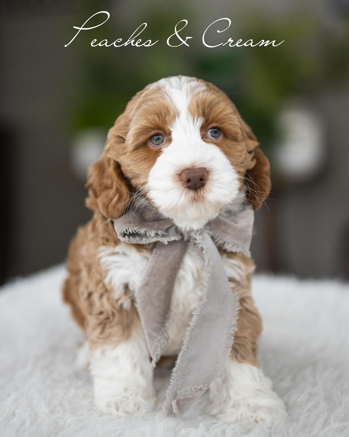 Coco, a female Labradoodle puppy (8 Wks, Chocolate) available for adoption at Furry Friends HQ