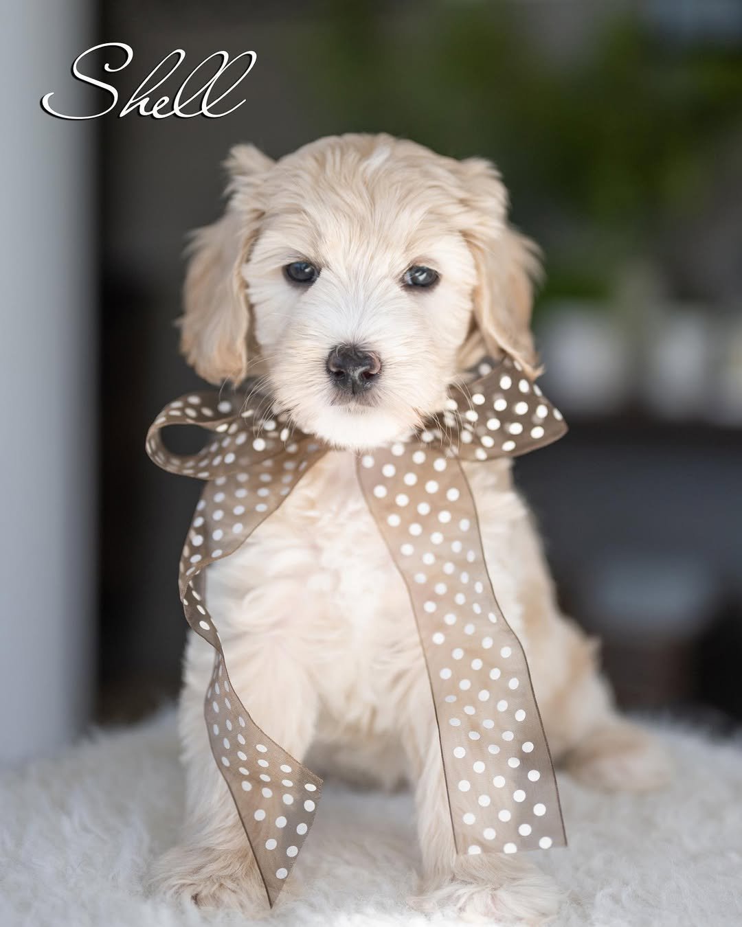 Daisy, a female Labradoodle puppy (8 Wks, Cream) available for adoption at Furry Friends HQ