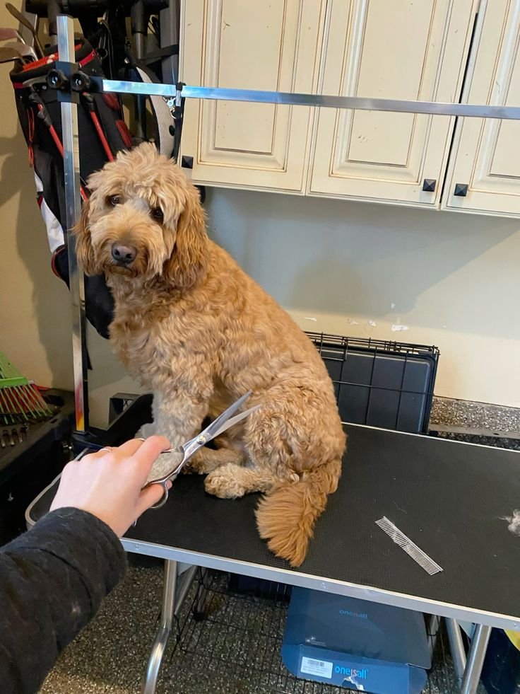Groomer brushing a doodle's fluffy coat at a grooming table