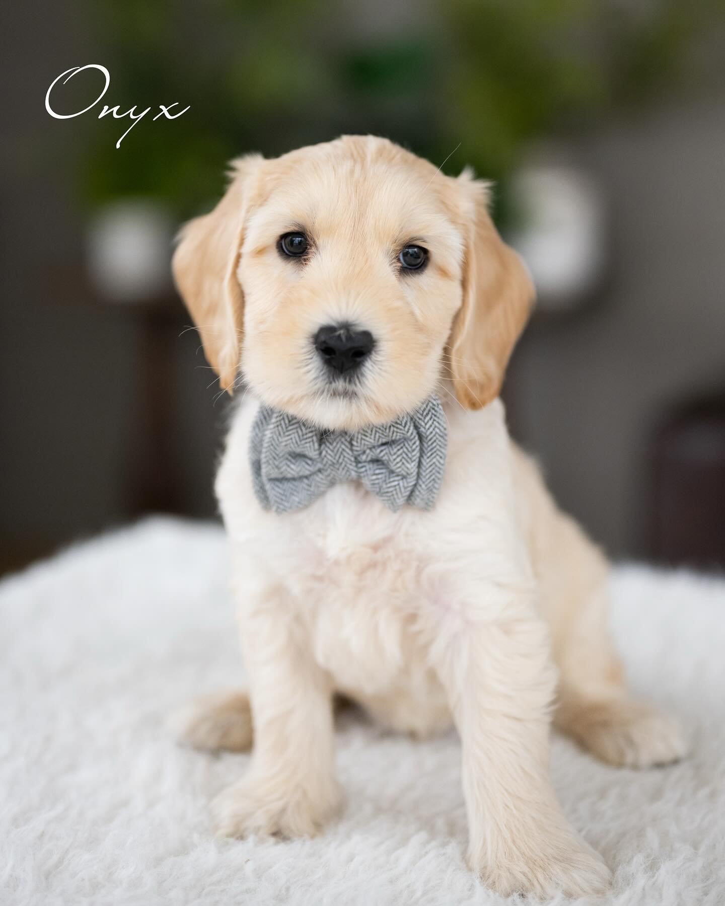 Duke, a male Labradoodle puppy (11 Wks, Chocolate) available for adoption at Furry Friends HQ