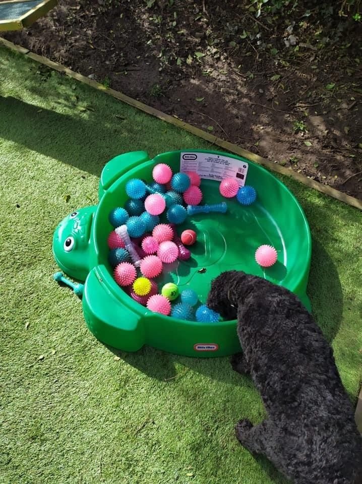 Doodle puppy eagerly chasing a toy during a game of fetch