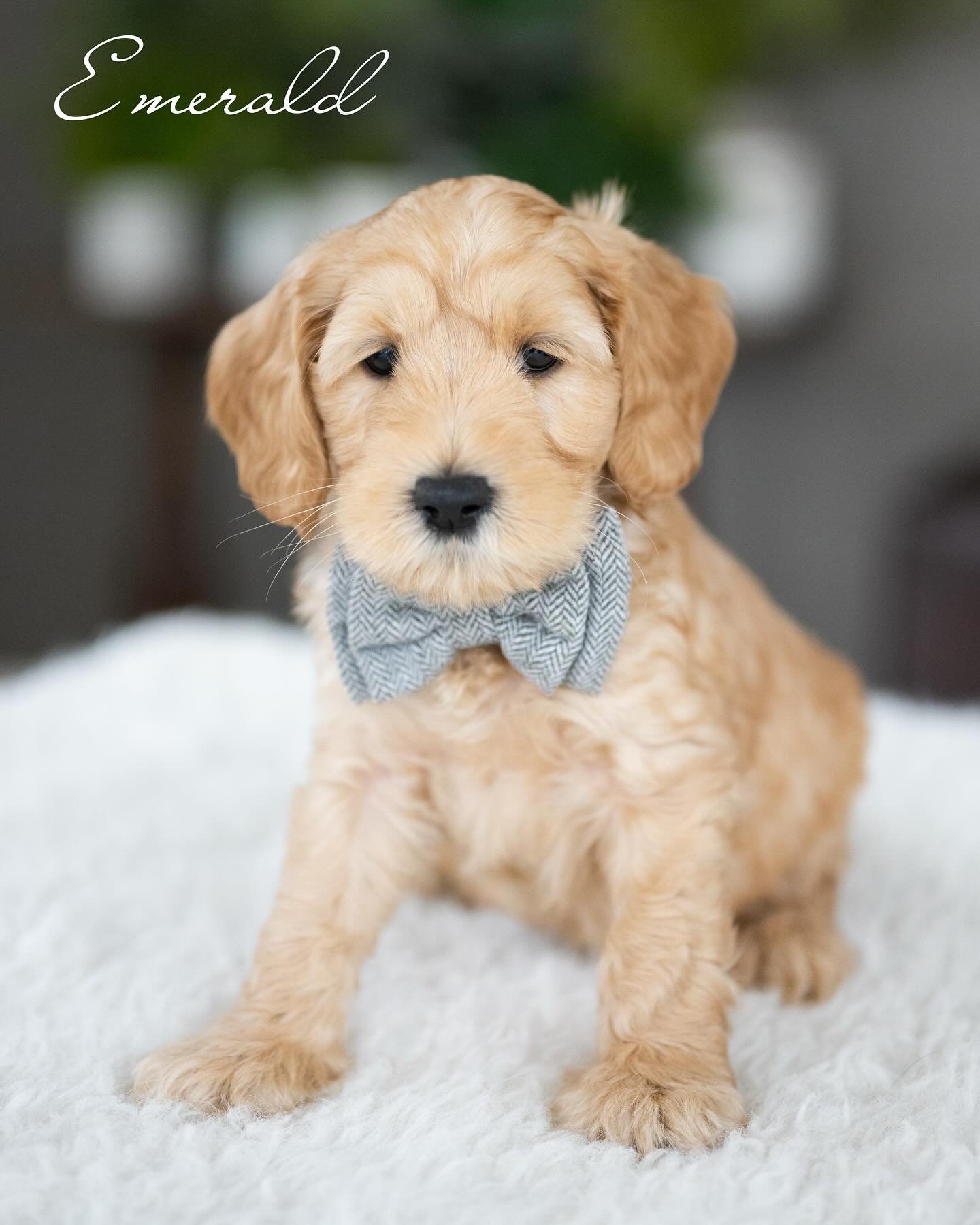 Finn, a male Labradoodle puppy (10 Wks, Apricot) available for adoption at Furry Friends HQ