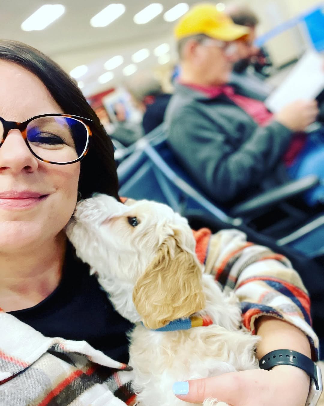 Doodle puppy traveling safely with a pet flight nanny
