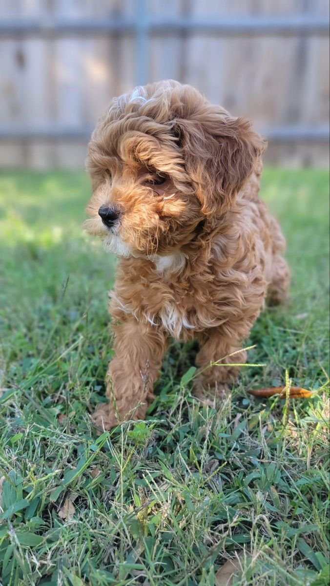 Fudge, a male Goldendoodle puppy (9 Wks, Chocolate) available for adoption at Furry Friends HQ