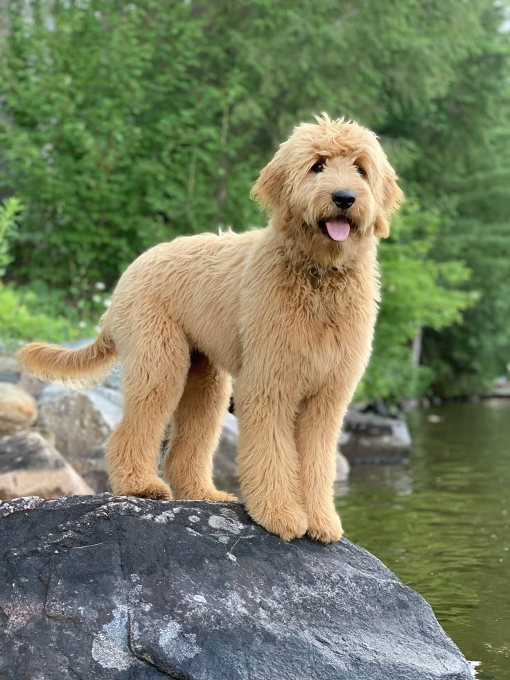 Goldendoodle with a golden curly coat standing for a full body shot
