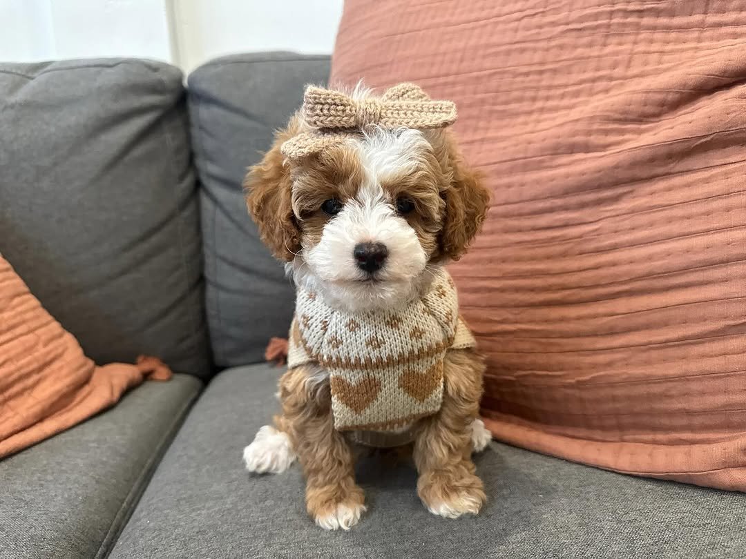 Close-up of a Goldendoodle puppy with a curly coat