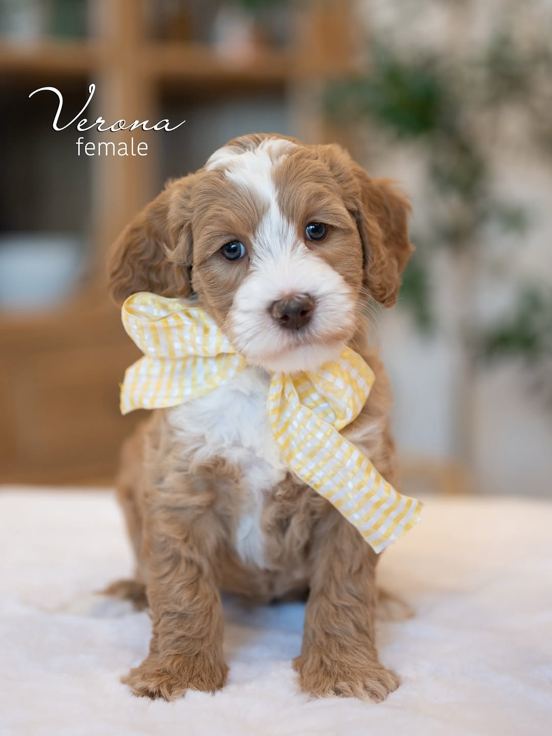 Gus, a male Labradoodle puppy (8 Wks, Black) available for adoption at Furry Friends HQ