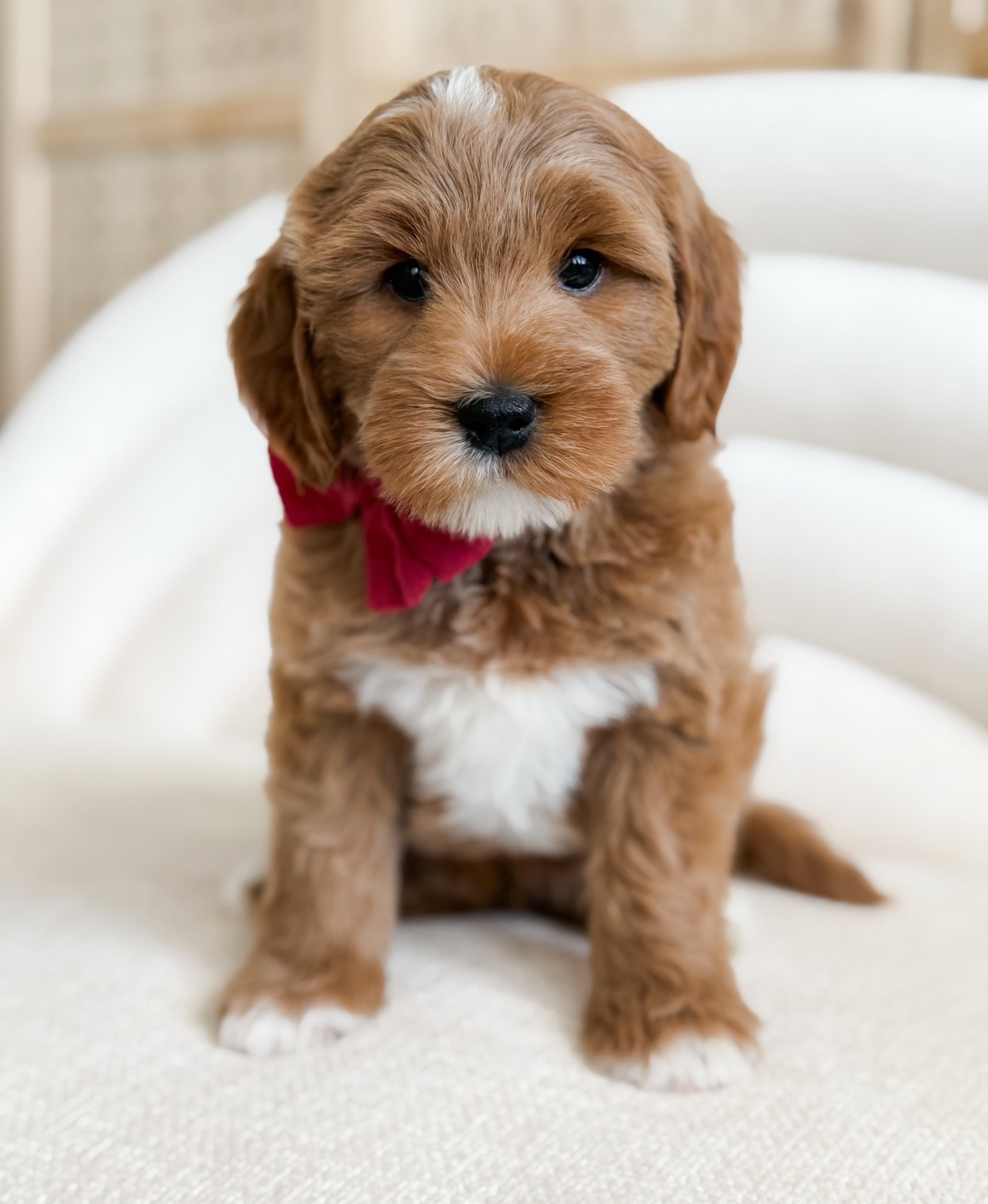 Hazel, a female Goldendoodle puppy (9 Wks, Apricot) available for adoption at Furry Friends HQ