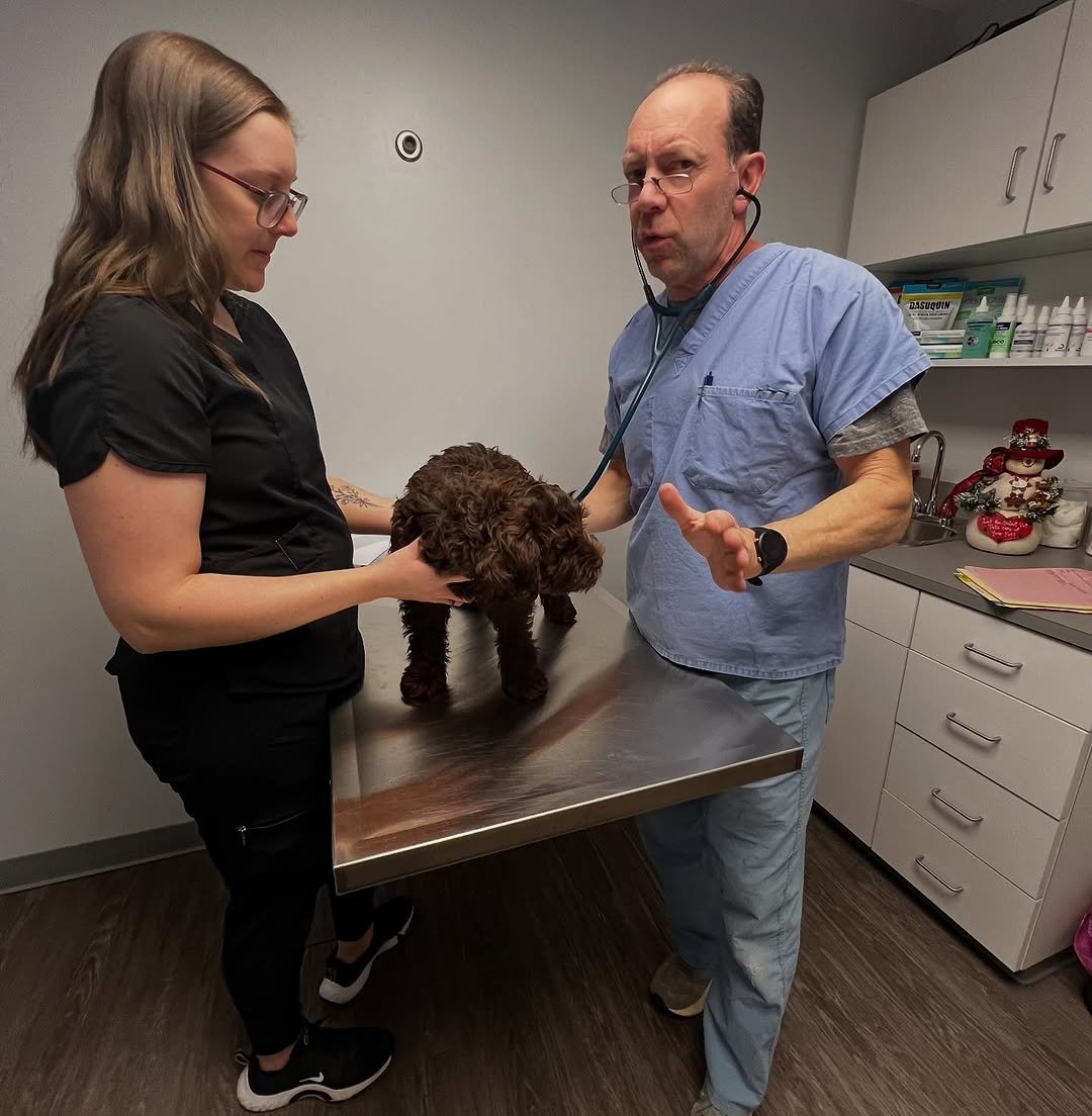 Veterinarian giving a doodle puppy a health check