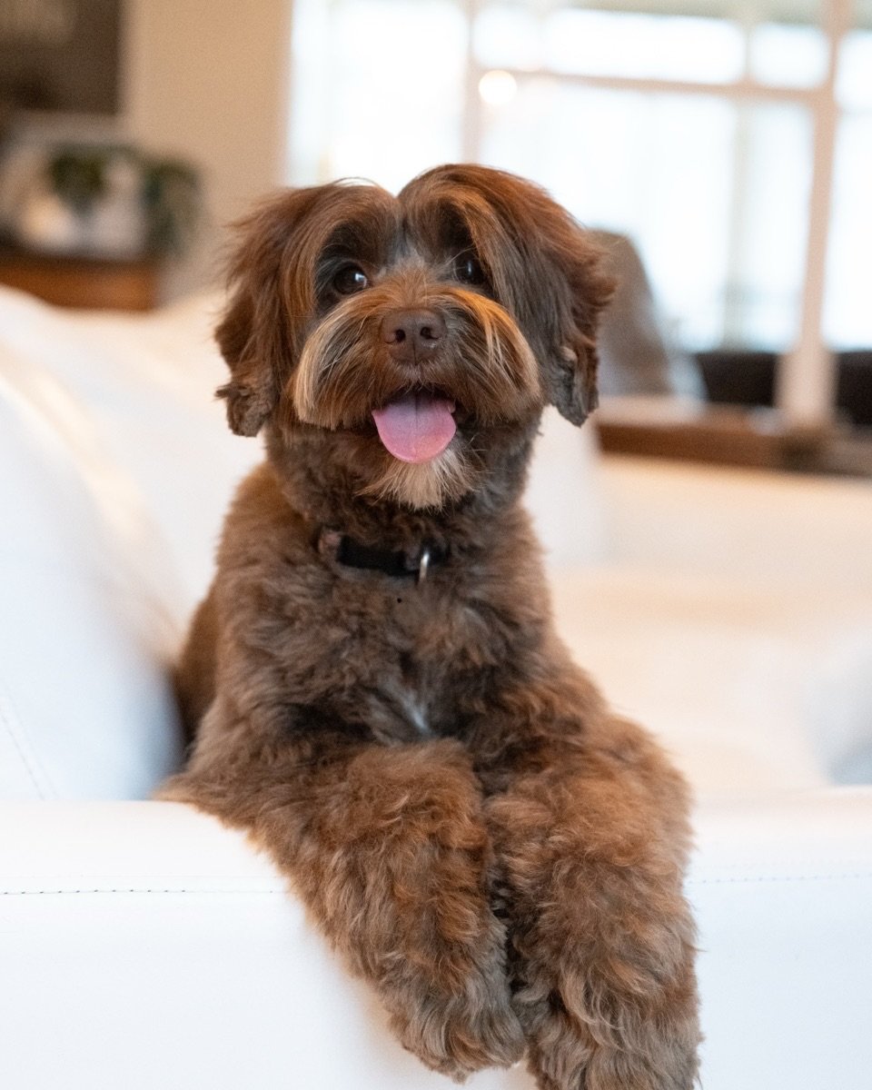 Furry Friends HQ doodle puppy with a red collar looking at the camera