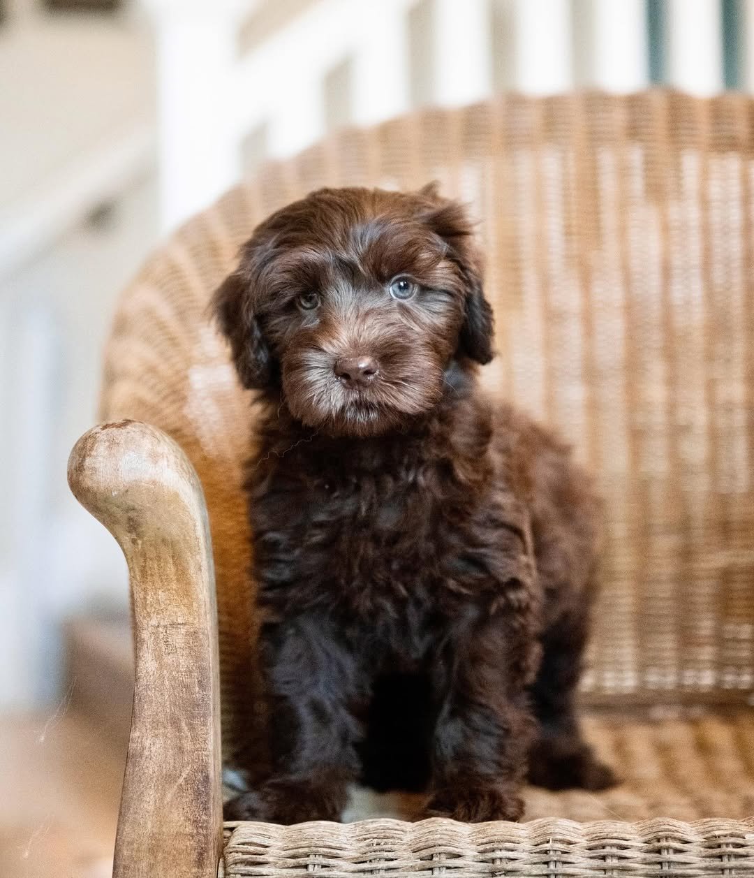 black labradoodle puppy standing on wooden chair