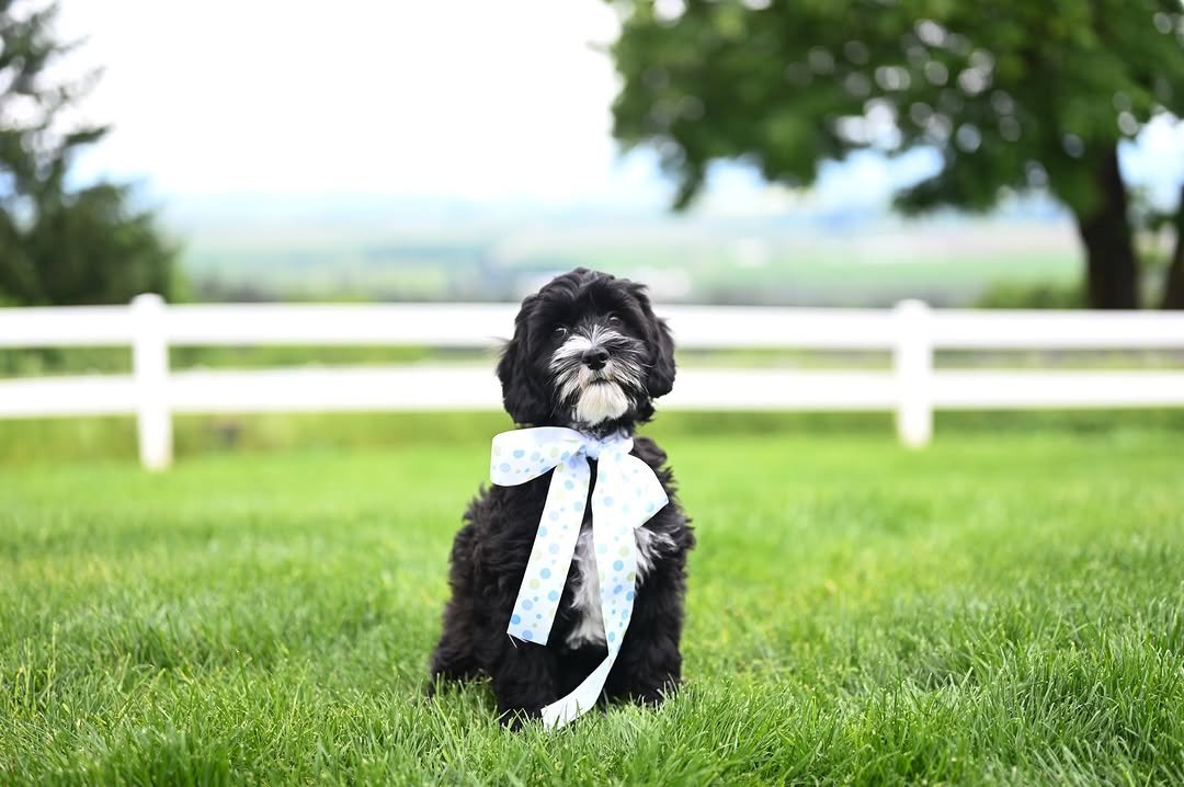 white Australian Labradoodle puppy sitting in a bright home environment with a calm warm atmosphere