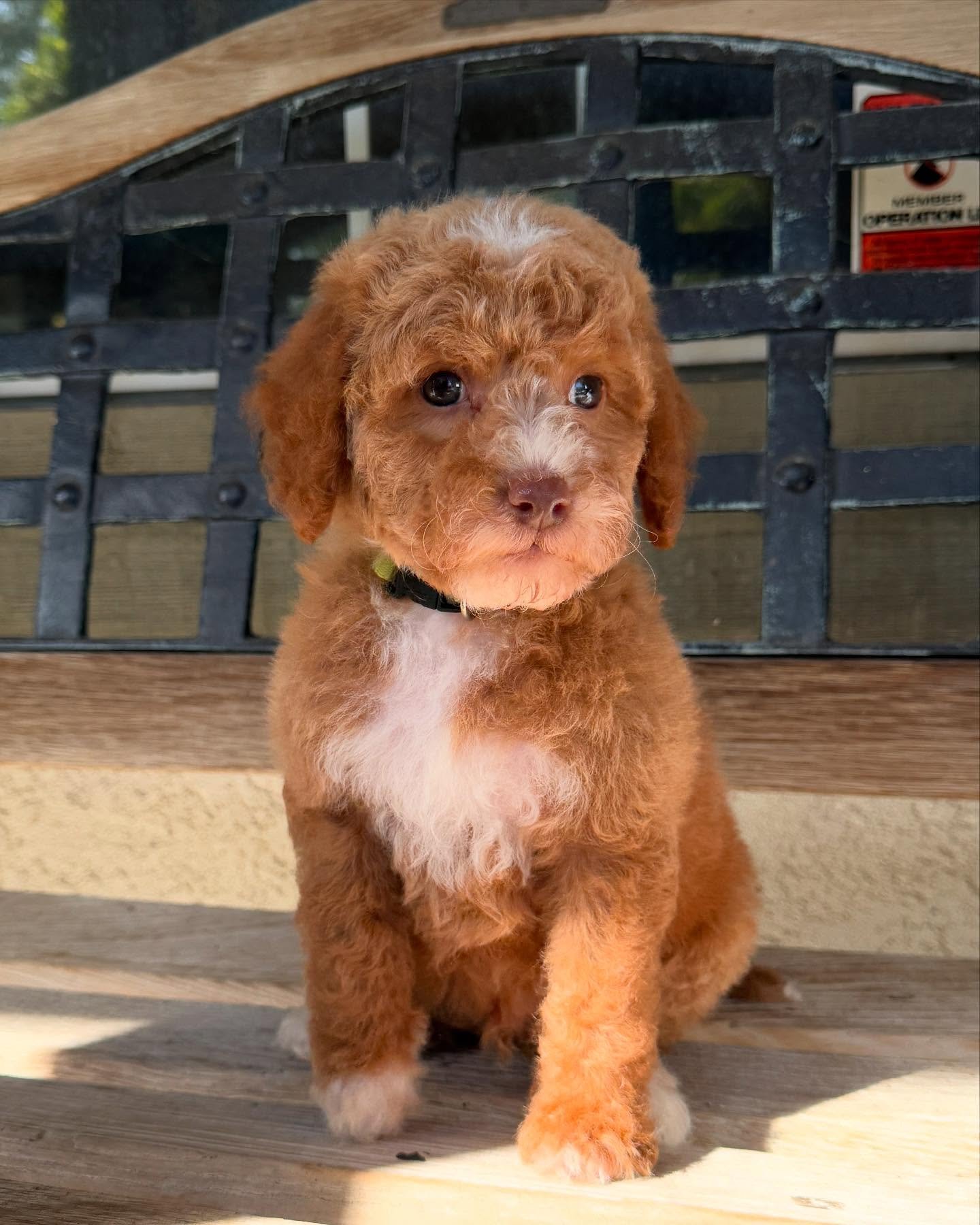 Ivy, a female Goldendoodle puppy (9 Wks, Apricot) available for adoption at Furry Friends HQ