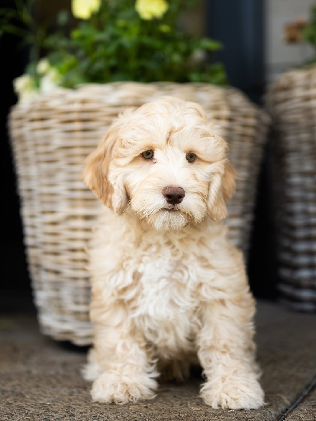 Jasper, a male Labradoodle puppy (8 Wks, Brown) available for adoption at Furry Friends HQ