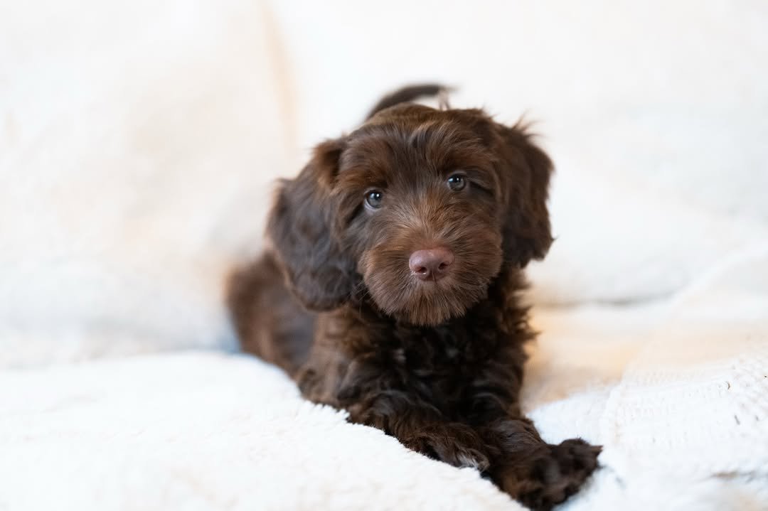 Close-up of a Labradoodle puppy with a wavy coat