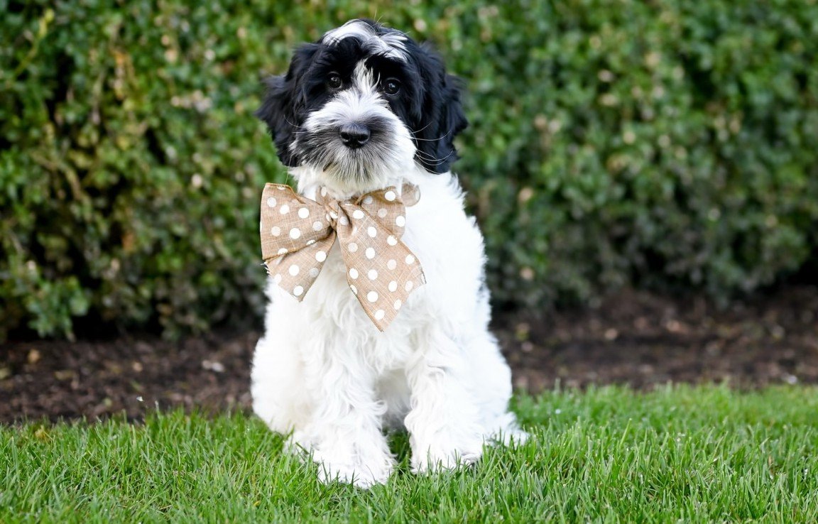 Luna, a female Goldendoodle puppy (10 Wks, Apricot) available for adoption at Furry Friends HQ