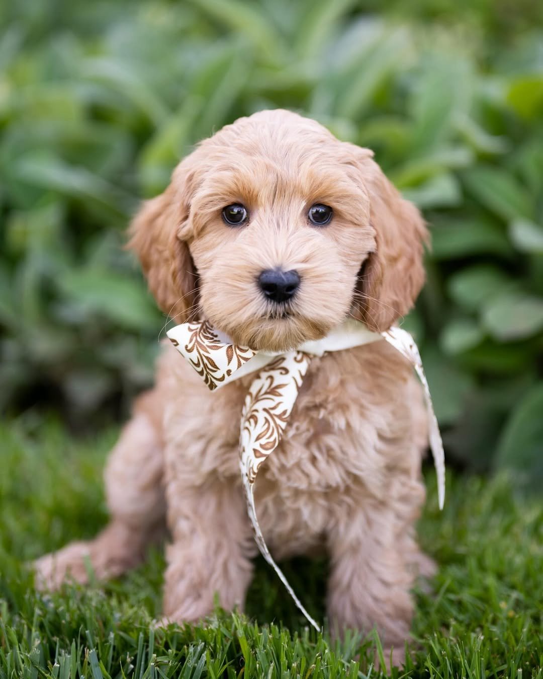 Luna, a female Standard Labradoodle puppy (10 Weeks Old) available for adoption at Furry Friends HQ