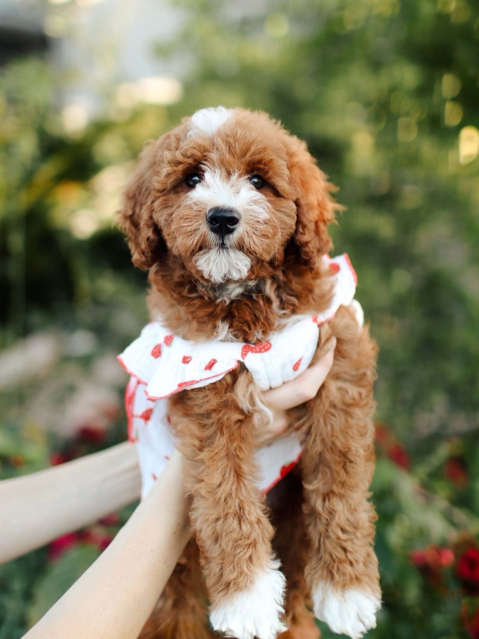 Mango, a male Goldendoodle puppy (8 Wks, Apricot) available for adoption at Furry Friends HQ