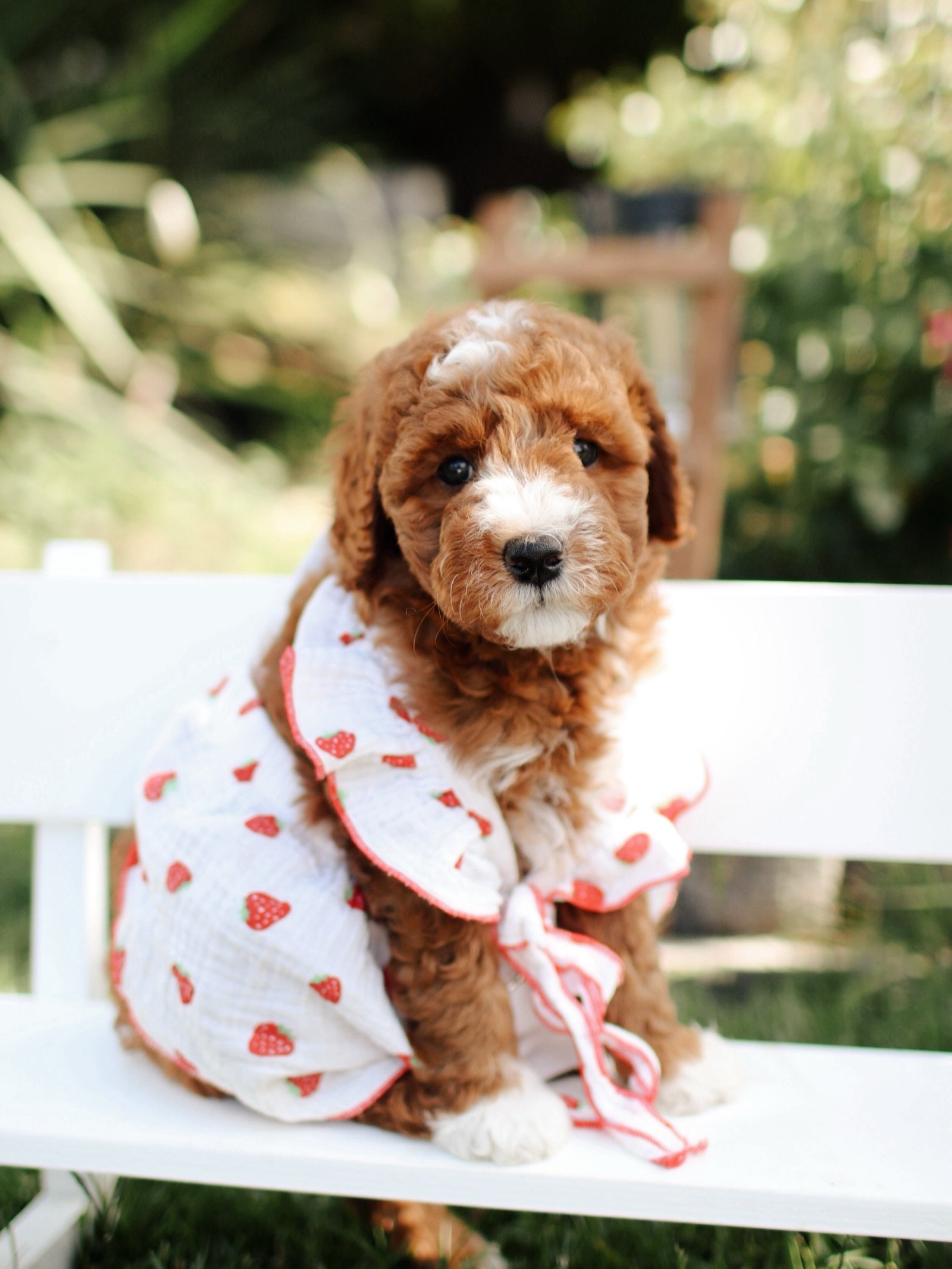 Maple, a female Goldendoodle puppy (11 Wks, Apricot) available for adoption at Furry Friends HQ