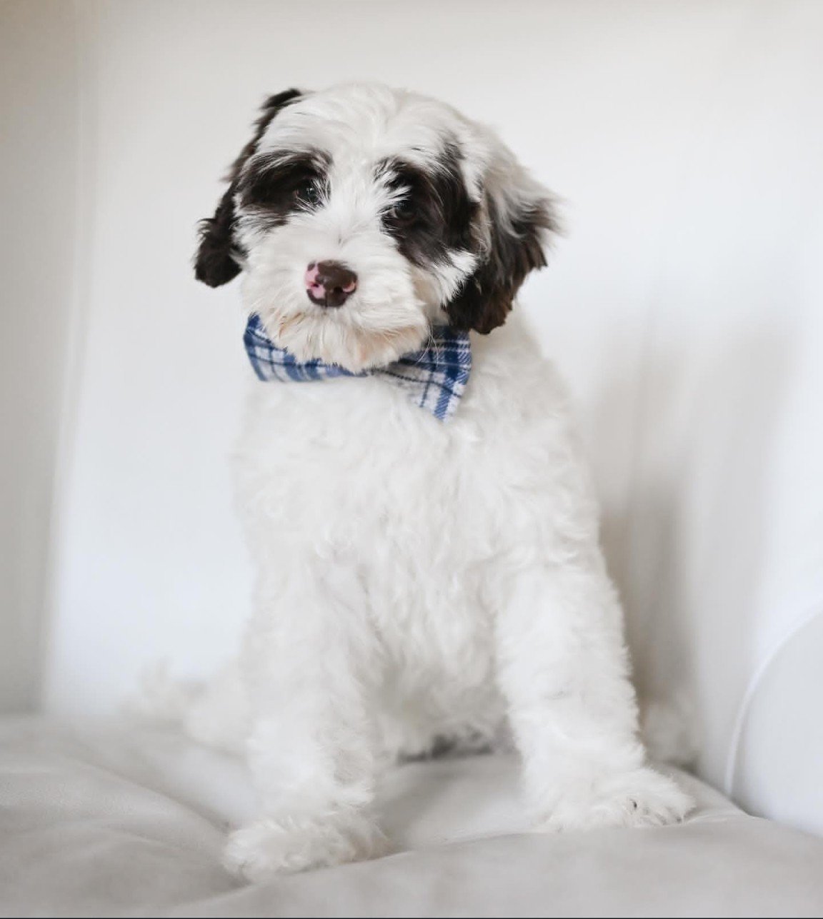 Moose, a male Labradoodle puppy (11 Wks, Brown) available for adoption at Furry Friends HQ