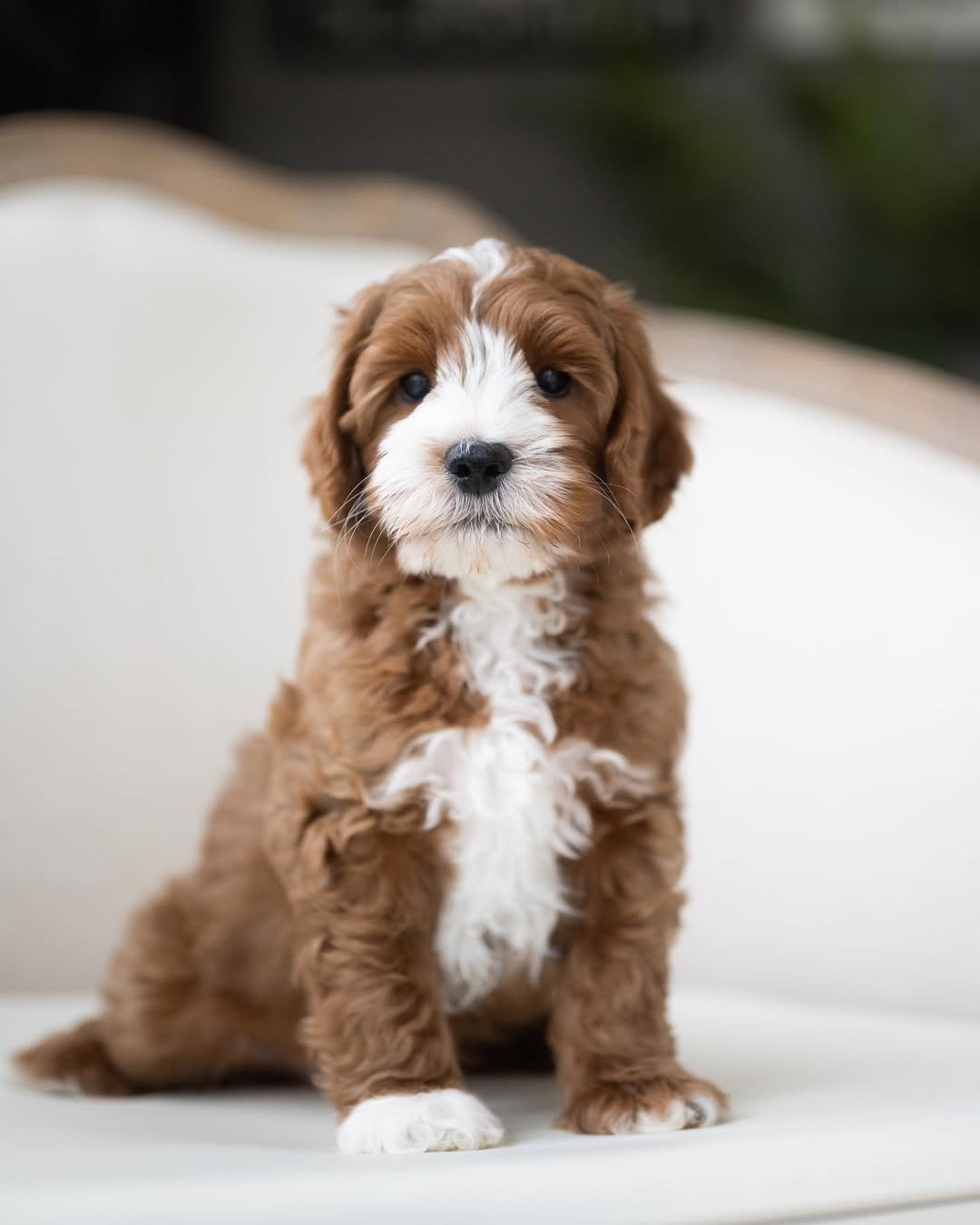 Nala, a female Labradoodle puppy (8 Wks, Gold) available for adoption at Furry Friends HQ