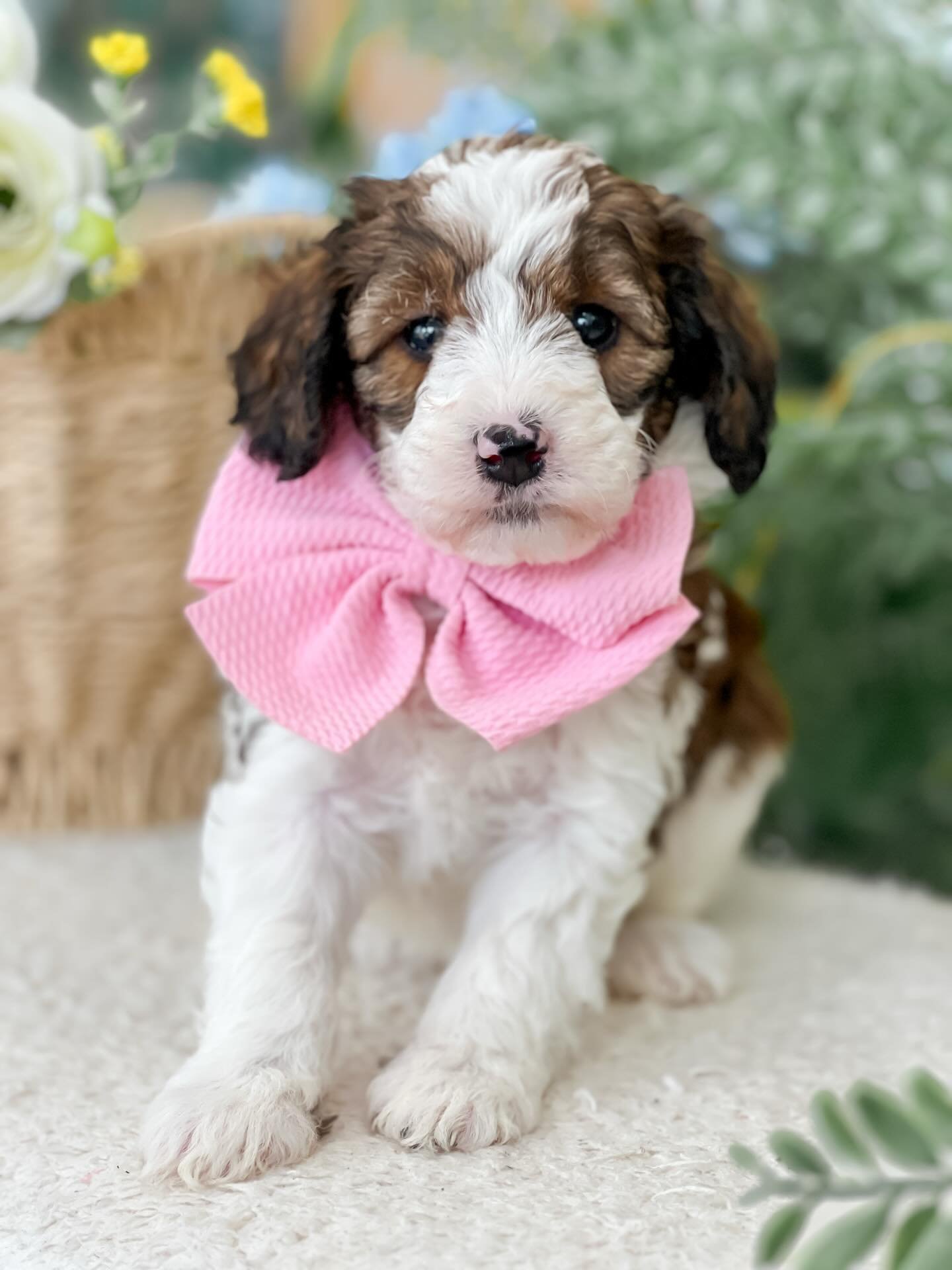 Olive, a female Goldendoodle puppy (10 Wks, Cream) available for adoption at Furry Friends HQ