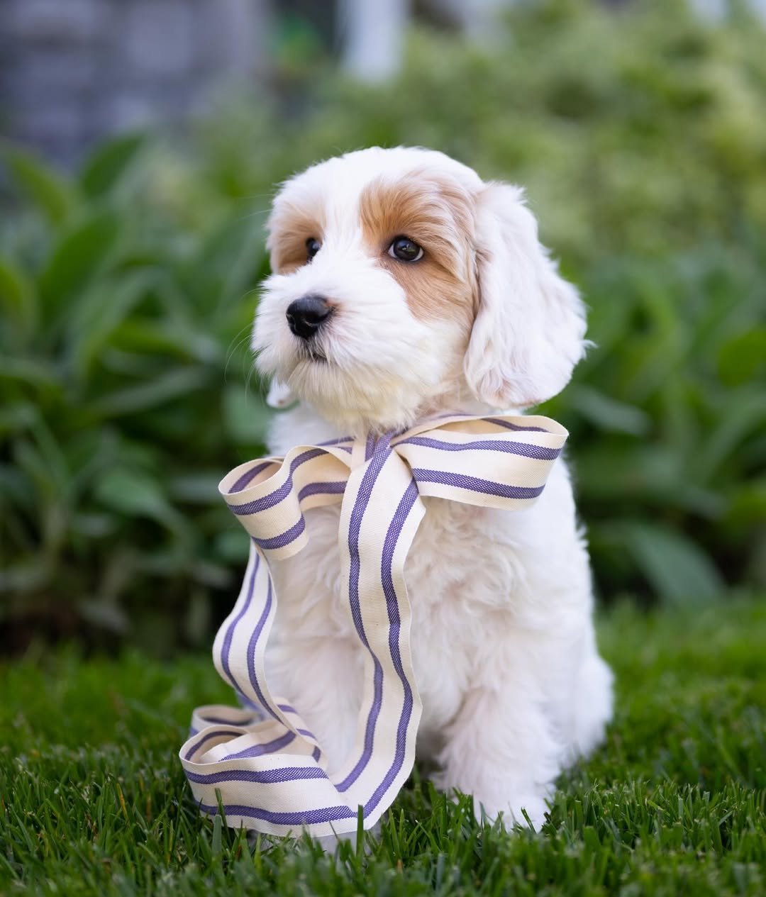 Otto, a male Labradoodle puppy (11 Wks, Cream) available for adoption at Furry Friends HQ