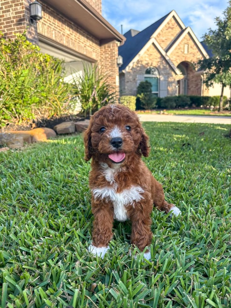 Pearl, a female Goldendoodle puppy (8 Wks, Cream) available for adoption at Furry Friends HQ