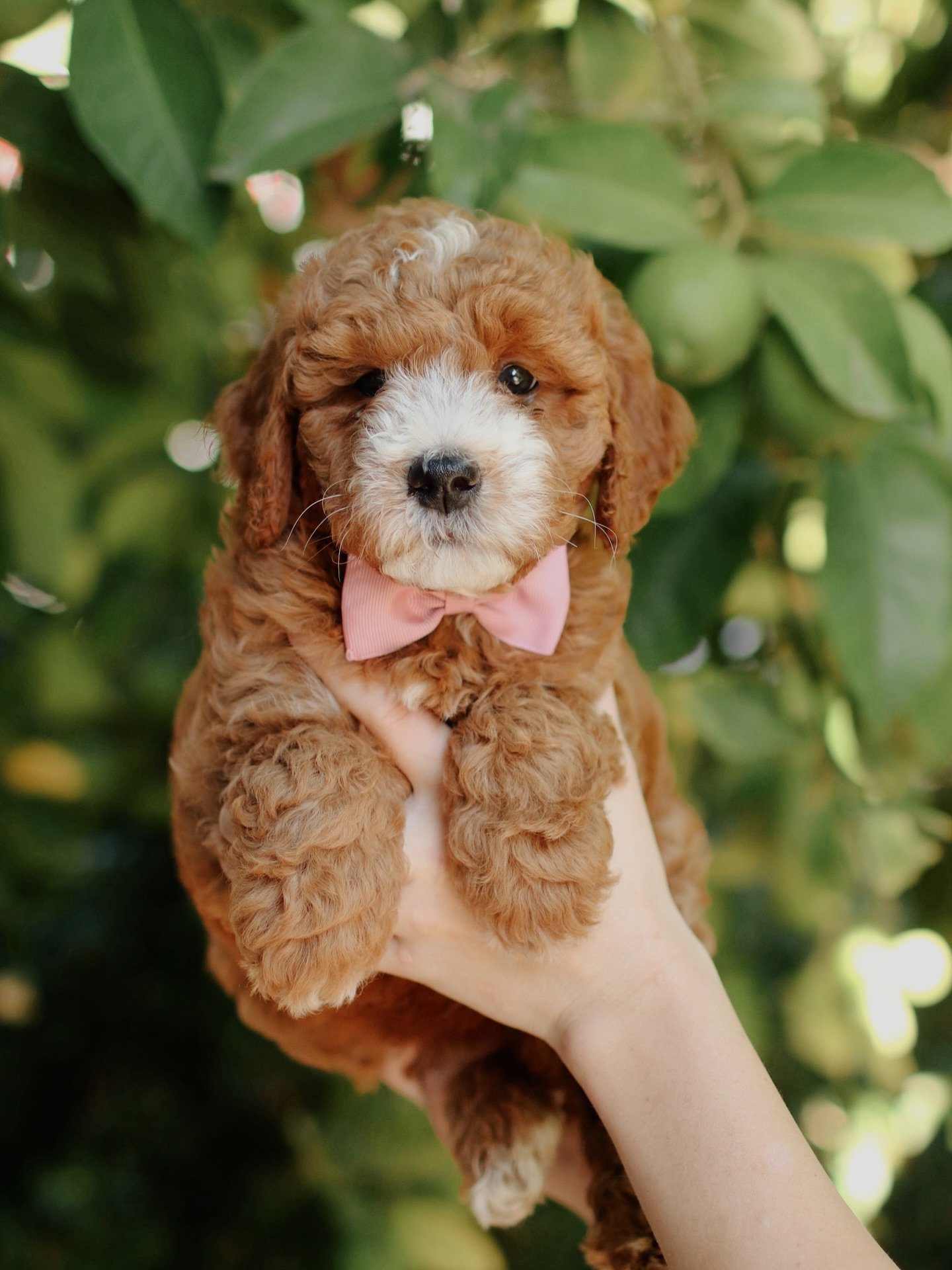 Penny, a female Goldendoodle puppy (8 Wks, Cream) available for adoption at Furry Friends HQ