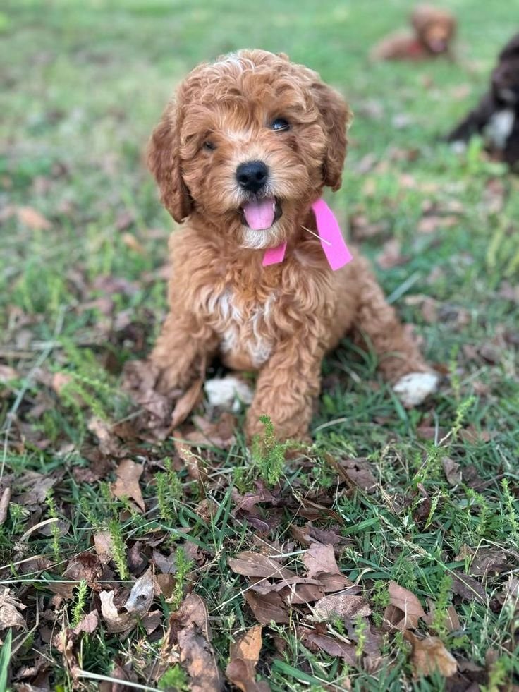 Petal, a female Goldendoodle puppy (10 Wks, Cream) available for adoption at Furry Friends HQ