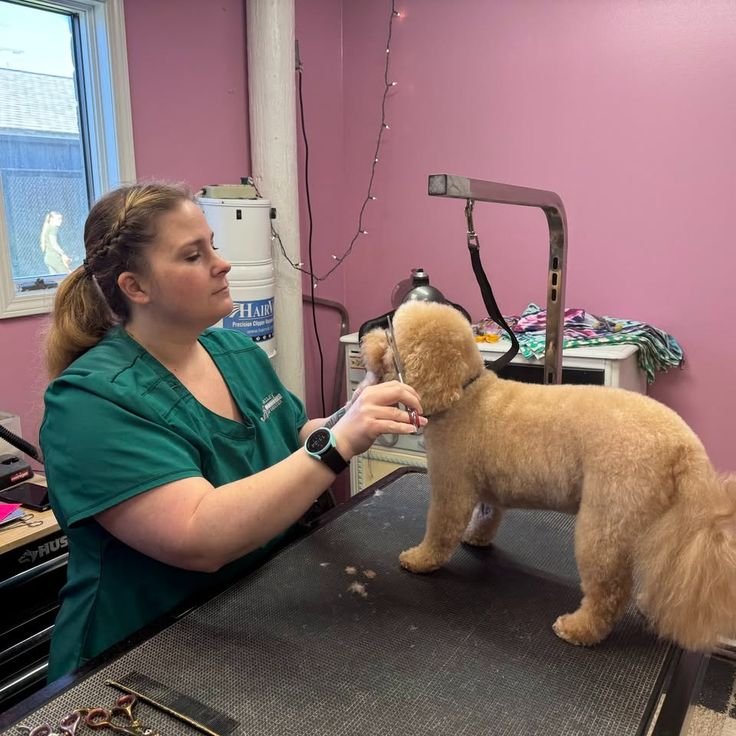 Professional groomer trimming a doodle's coat