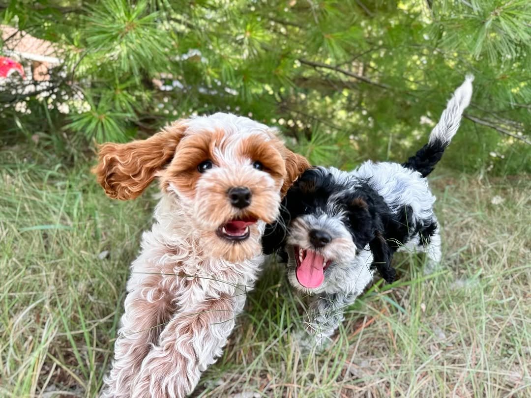Doodle puppies playing with toys inside their home whelping area