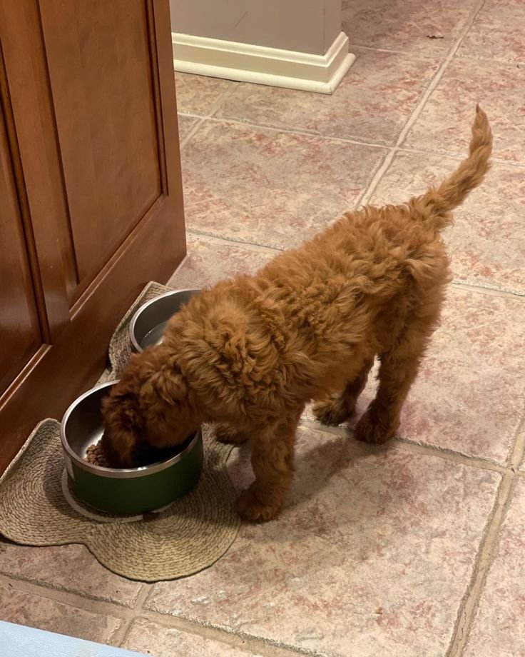 Doodle puppy eating from a food bowl with its owner nearby