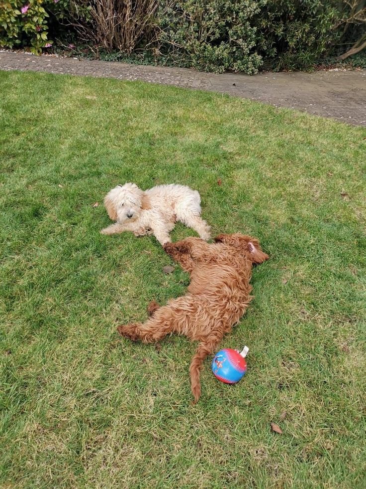 Doodle puppy meeting a friend in the yard for socialization