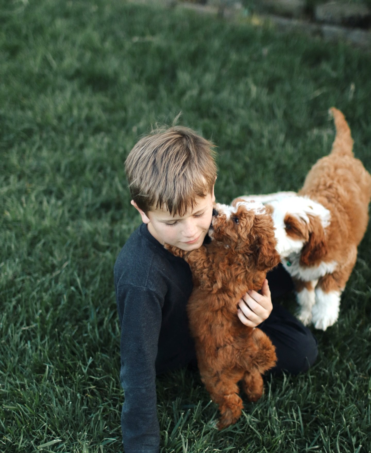 Doodle puppy being socialized by a family member