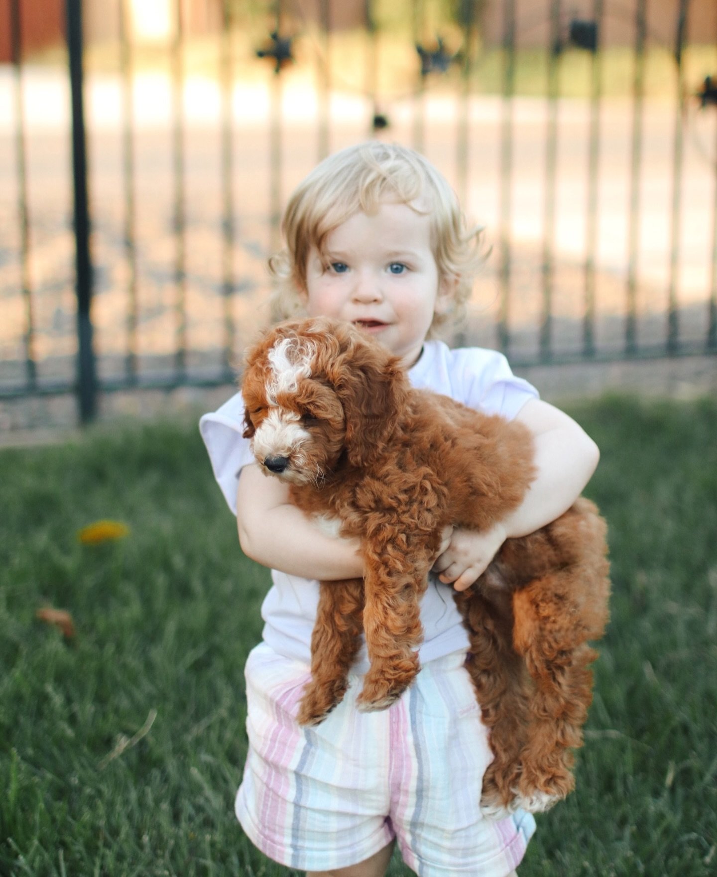 Breeder handling a young doodle puppy for early socialization