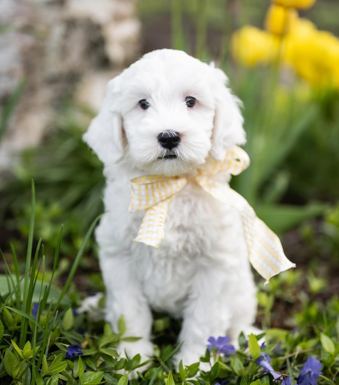 Rex, a male Labradoodle puppy (8 Wks, Black) available for adoption at Furry Friends HQ