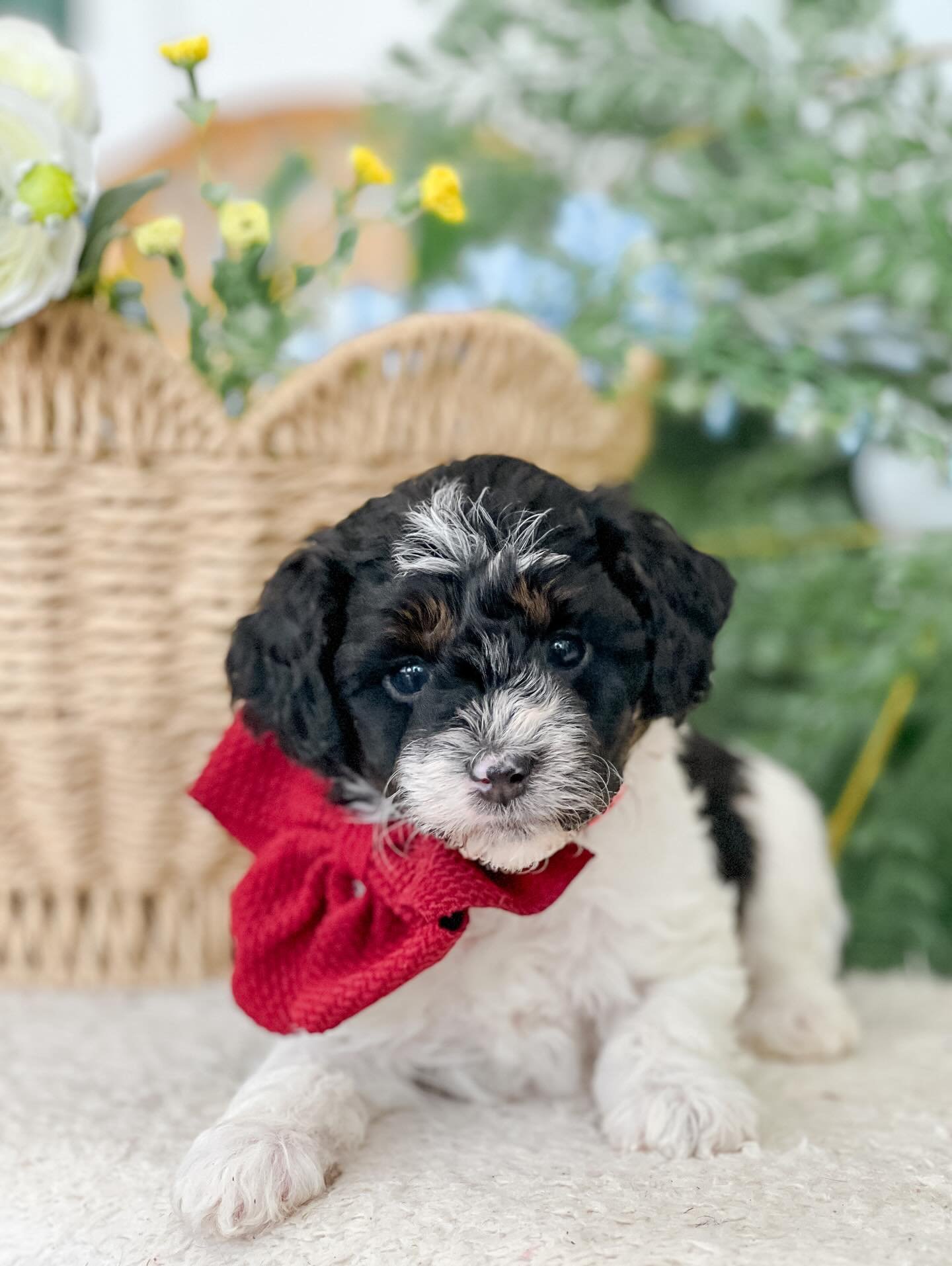 Ruby, a female Goldendoodle puppy (9 Wks, Red) available for adoption at Furry Friends HQ